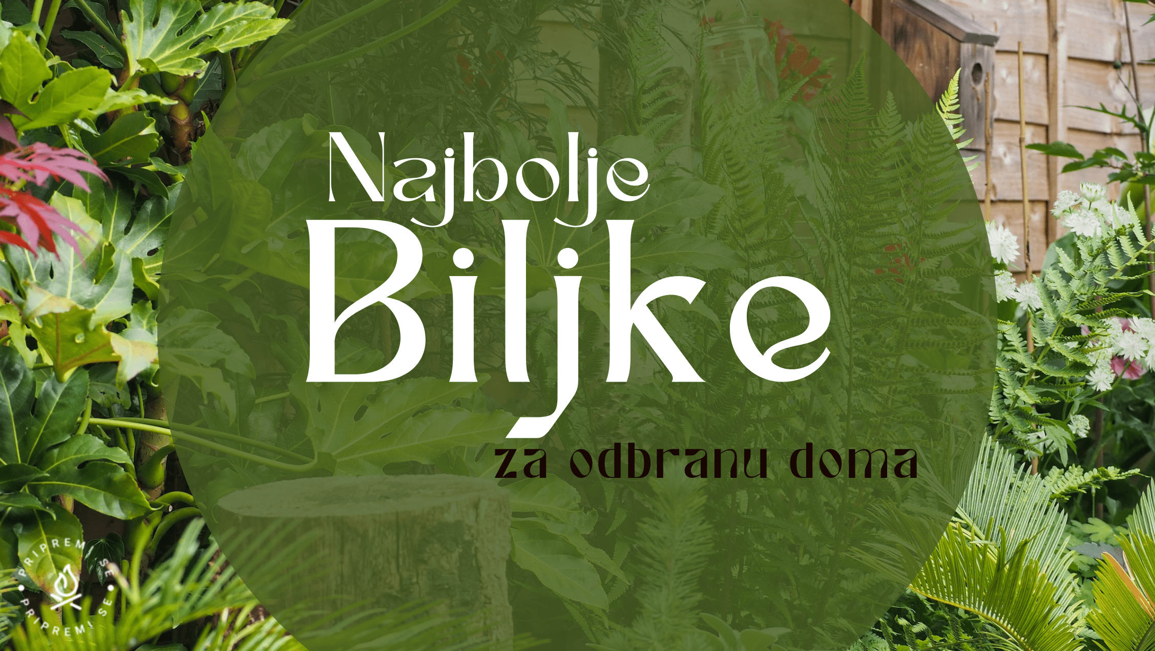 Najbolje Biljke za Odbranu Doma