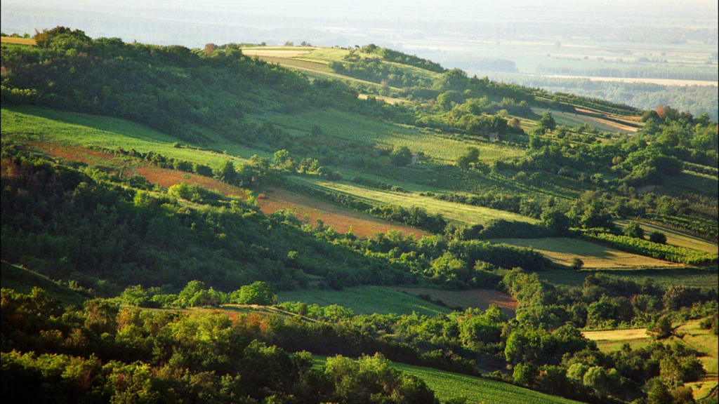 obronci Fruške Gore u rano leto